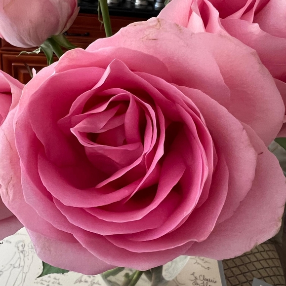 Meet your Posher, Alena - Picture 1 of 1